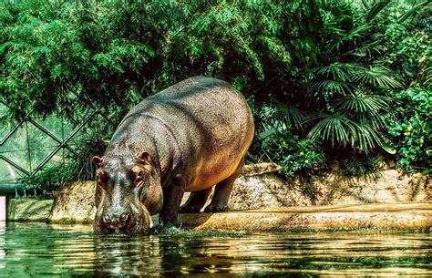 Papeis De Parede Hipopótamo Comum Animalia Baixar Imagens