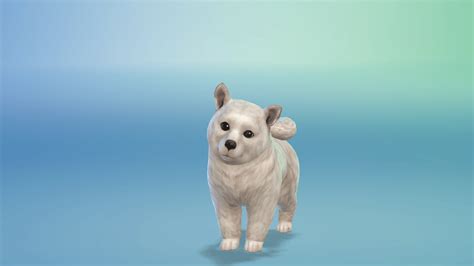 62 Zdjęć Z The Sims 4 Psy I Koty Simscamp Dotsim