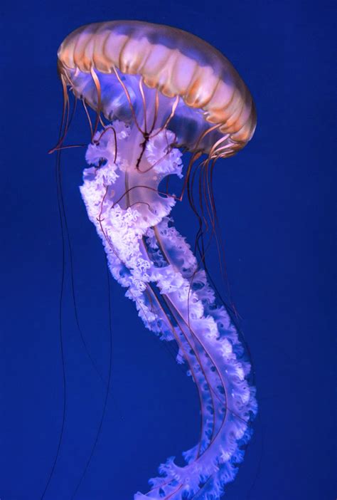 Jellyfish Facts Types Classification Habitat Diet Adaptations