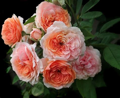 From pollination to sale, the process takes nine. My 8 Favorite David Austin roses - Little Garden Lessons