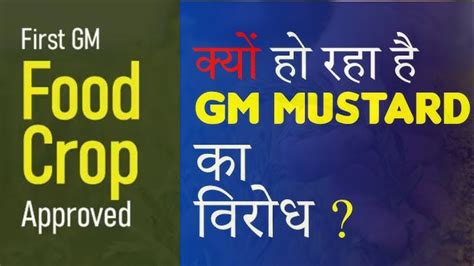 Gm Mustard Explained What Are Concerns Gm Mustard Dmh 11 Approved By