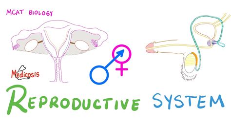 Reproductive System Biology Mcat Youtube