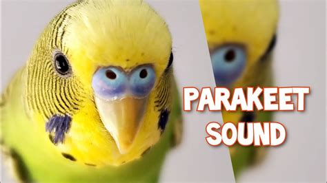 Cute Budgie Making Happy Sound Youtube