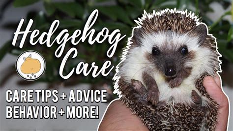 Hedgehog Owner Care Tips Pet Hedgehog Care Guide Youtube