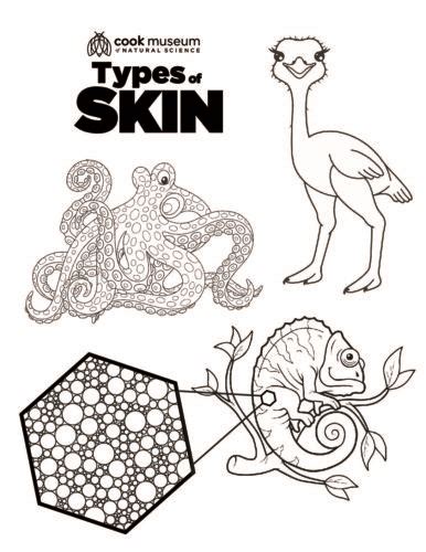 Skin Coloring Page Cook Museum Of Natural Science