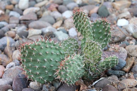 Free Images Rock Desert Flower Botany Cacti Plants New Mexico