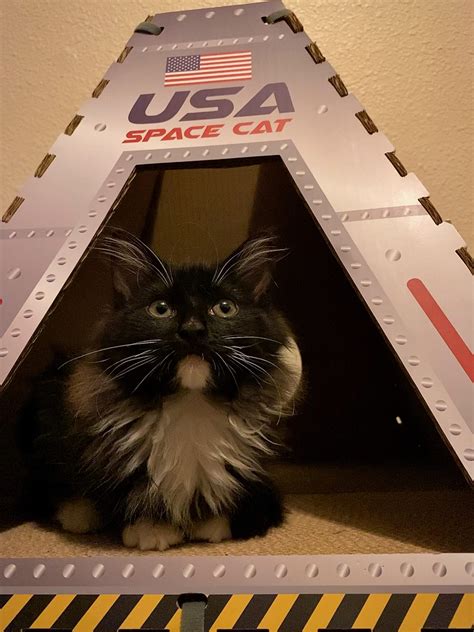14 Photos That Prove Cats Are Aliens Viral Cats Blog