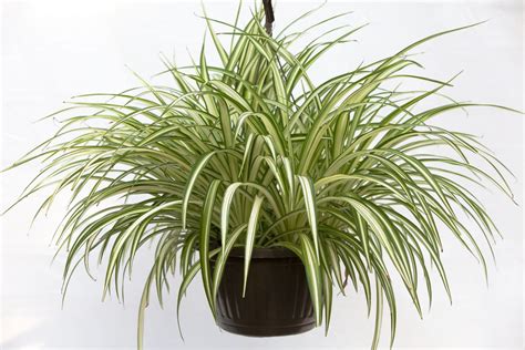 10 Spider Plant Chlorophytum Hanging Basket Slappendel Greenhouses