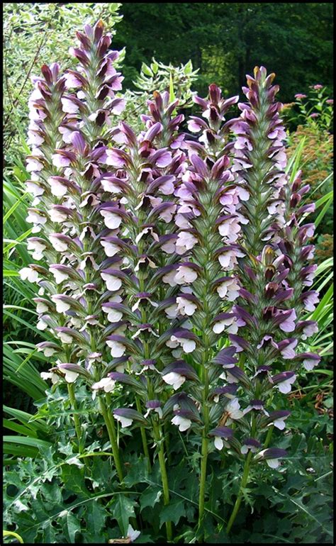 Favorite Plant Acanthus Hungaricus Garden Myths