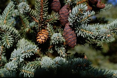 Black Spruce Trees Of Manitoba · Inaturalist