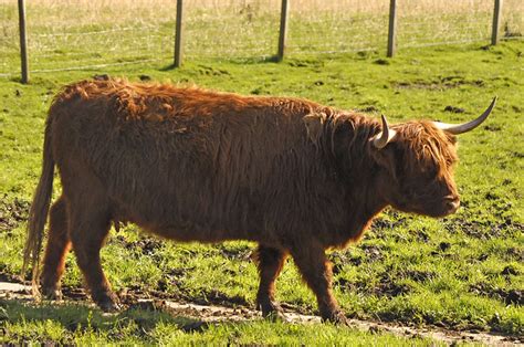 Highland Cow Female Flickr Photo Sharing