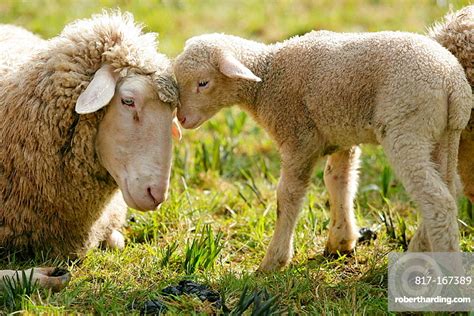 Merino Sheep Lamb Stock Photo