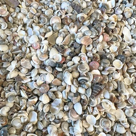 Bd02262 Tiny Shells For Jewelry Making Seashells Shells Little