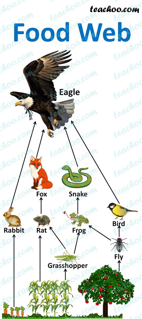 An example is shown in figure 9.19. Food Chain and Food Web - Meaning, Diagrams, Examples ...