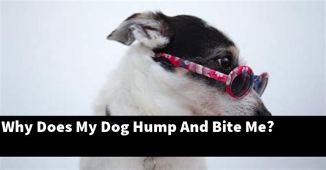 Why Does My Dog Hump And Bite Me Explained Puptopics