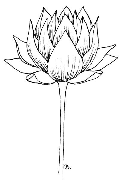 Pressed flower art is something that you can easily create for next to nothing. Beccy's Place: Lotus Flower