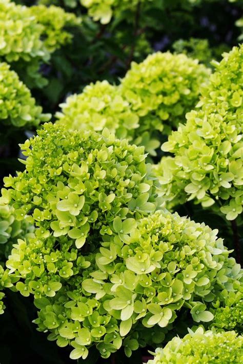 The 10 Best Evergreen Shrubs Flowering Shrubs To Plant
