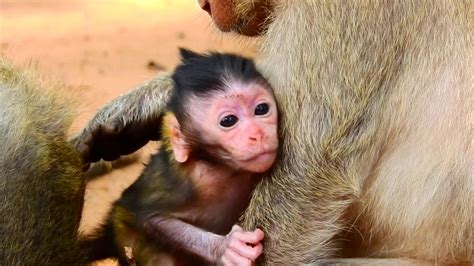 Oooh Cute Baby Monkey Just Born Three Days So Adorable Baby Monkey