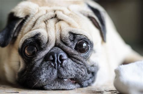 Find images of fat dog. 3 Reasons your dog may be gaining weight - SheKnows