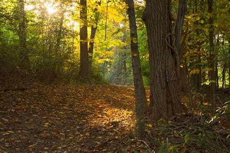 Sunbeam Lit Path Through Woodlands In Autumn Color Stock Photo