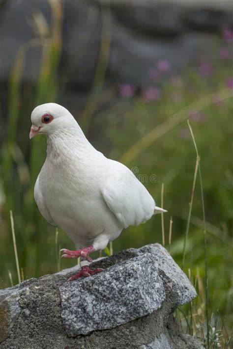White Pigeon Stock Photo Image Of Cute Nice Domestic 95088224
