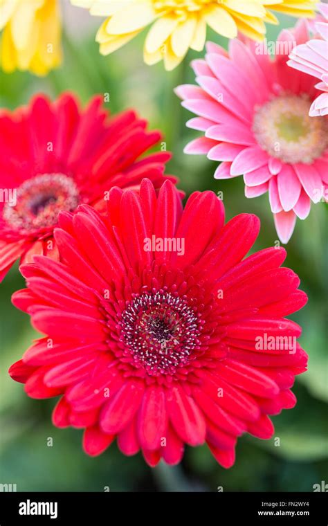 Red Gerber Daisy Stock Photo Alamy