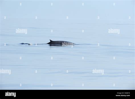 Fin Whale Svalbard Spitzbergen Norway Stock Photo Alamy