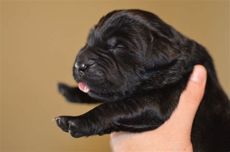 Information on finding responsible breeders and reputable rescues, and advice on sharing. Beautiful Newfoundland Puppies For sale in Colorado ...