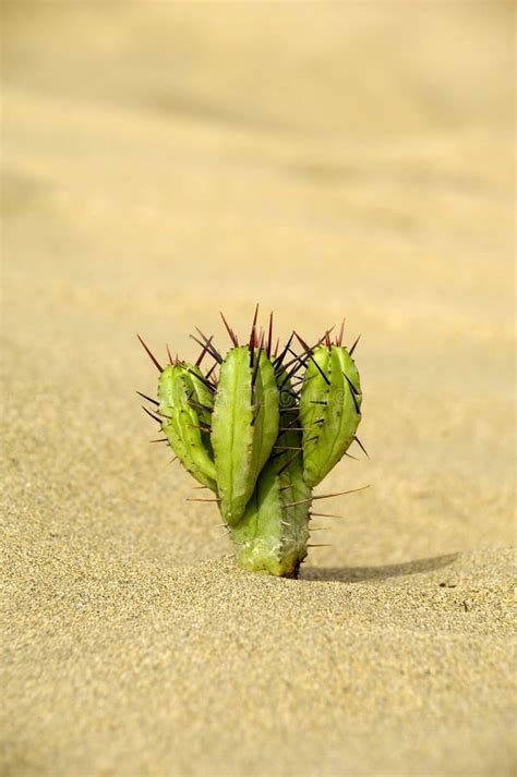 Cactus In The Sand Stock Photo Image Of Plant Botany 3140442