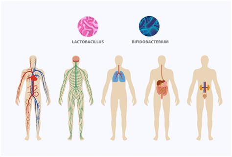 Los Sistemas Del Cuerpo Humano