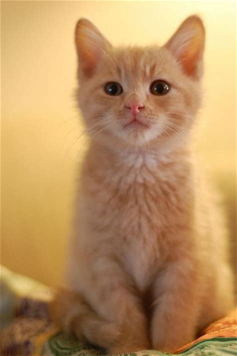 Gingerlight Orange Kitten Cat Kitten Orangekitten Orange Kittens