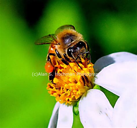 Honey Bee At Big Cypress Wma Alan S Hochman Photography