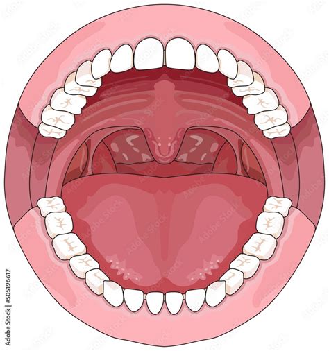 Vetor Do Stock Open Human Mouth With Tongue Uvula Full Teeth Upper