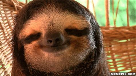 Make your own images with our meme generator or animated gif maker. Sloth GIFs on Giphy