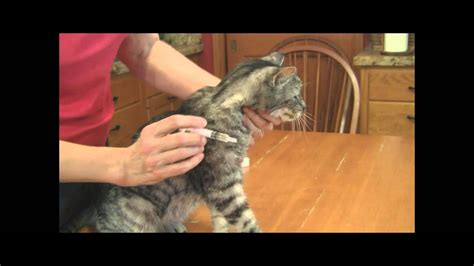 How To Medicate A Cat Youtube