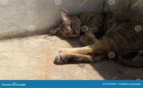 Playful Pussycat Central Stock Photos Free Royalty Free Stock