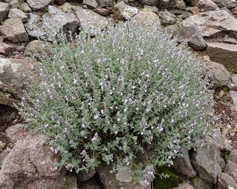 This name is the accepted name of a species in the genus wahlenbergia (family campanulaceae). Prairiebreak: A few flowers from Sentinel/Witzieshoek ...