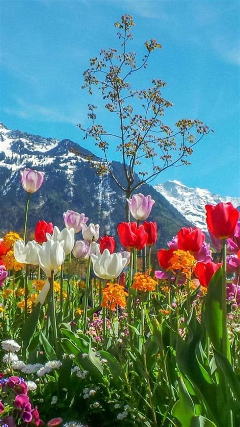 Pin By Patricia Mcclary On Earth Laughs In Flower Spring Scenery