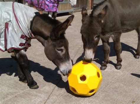 slow feeders for donkeys | Pet donkey, The donkey, Donkey