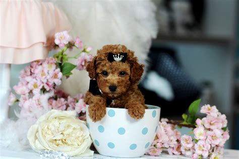 ♥♥♥ Teacup Poodles ♥♥♥ Bring This Perfect Baby Home Today Call 954