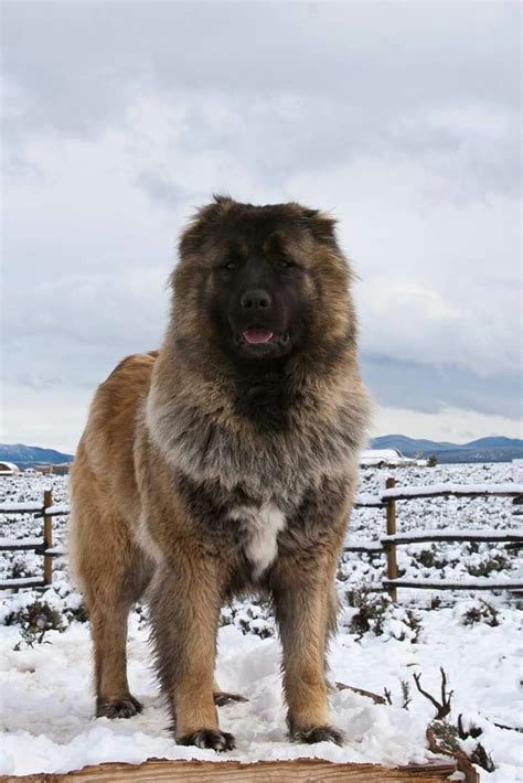 Caucasian Ovcharka Caucasian Shepherd Dog Caucasian Mountain Dog