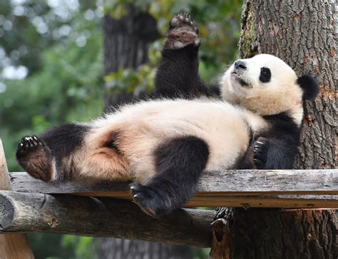 Zoo Berlin Bekommt Meng Meng Bald Panda Babys