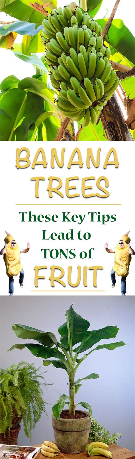 We Are Revealing The Secrets To Growing Tons Of Bananas At Home Banana