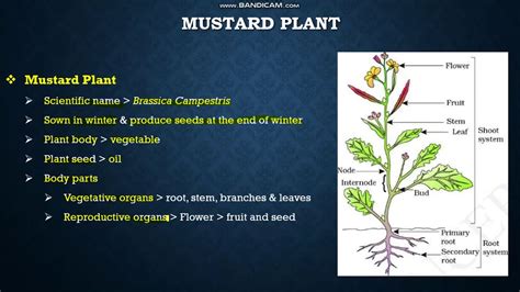 16 Biology 9th Chapter 1 Mustard Plant Youtube