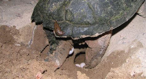 If the cupboards are bare and your energy to nip out to the shops seems to be lacking, you can always rely on having a box of eggs in the fridge. Is it safe to move turtle eggs?