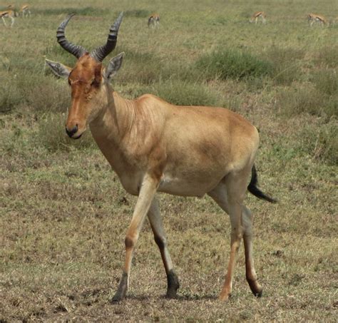 Endangered Tora Hartebeest In Ethiopia And Eritrea
