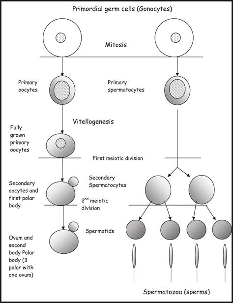 Oogenesis And Spermatogenesis Diagrammatic Representation Download Scientific Diagram