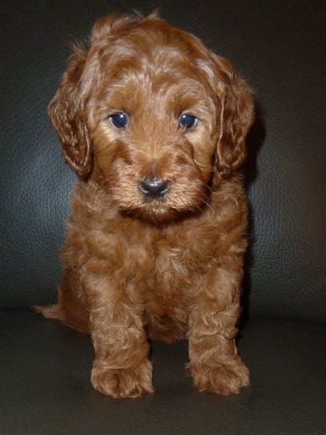 There are a wide variety of possible labradoodle colors, including white, cream, red, brown, black. Labradoodle Puppies: Red Labradoodle Puppies
