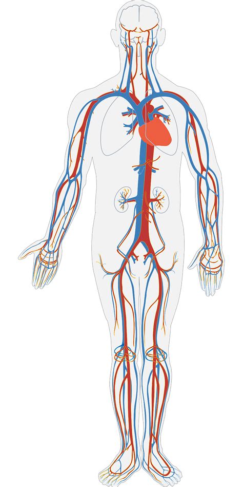Partes Del Corazón Anatomía Y Cómo Funciona El Corazón