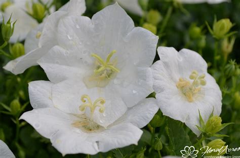 Campanula Bellflower Carpatica Rapido White Floral Acres